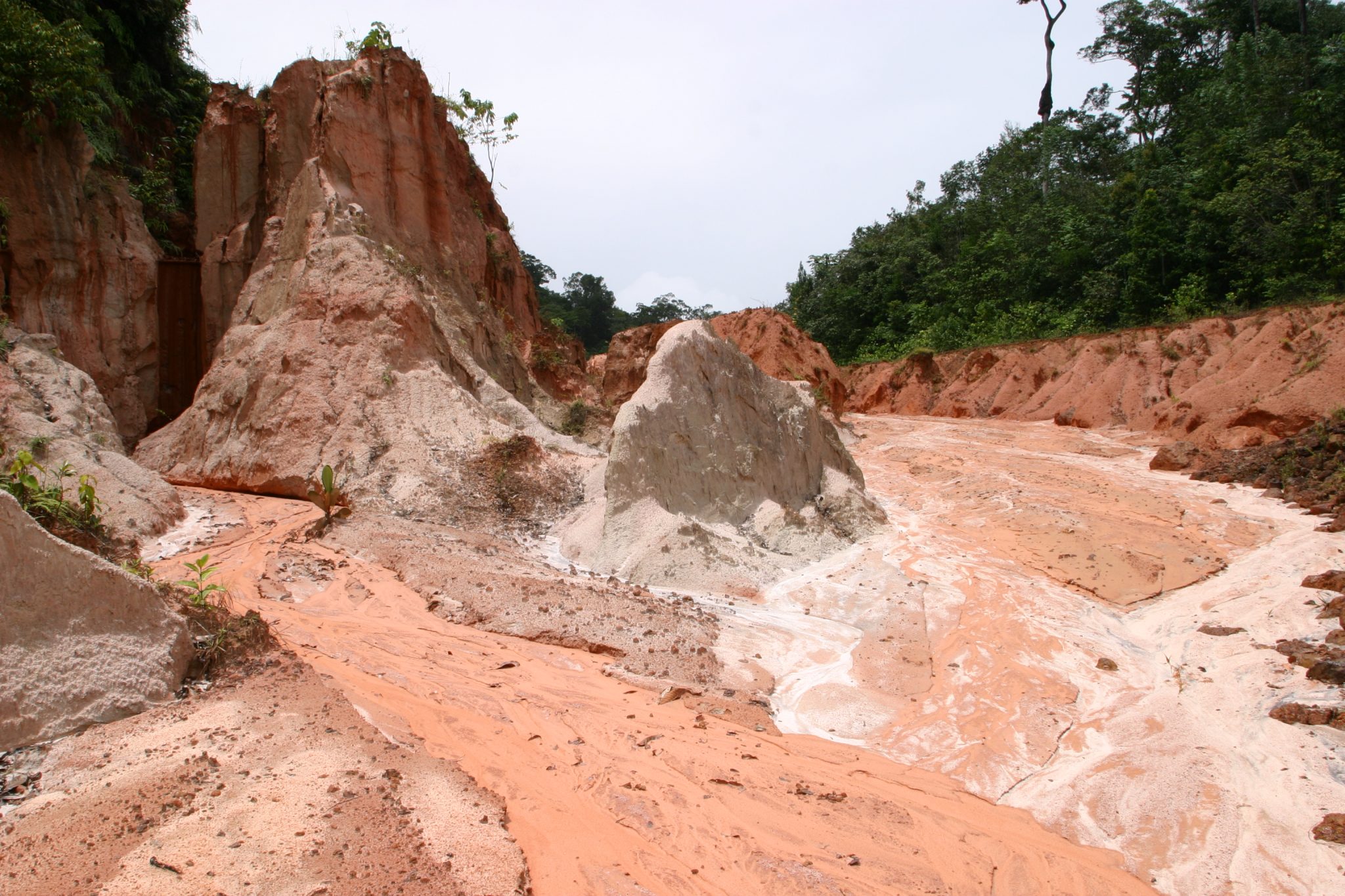 Rötlicher Boden In Den Tropen Boden & Humus – Paradoxon des Regenwalds - Faszination Regenwald