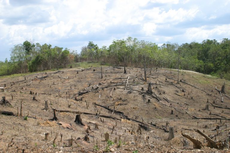Folgen Der Abholzung Im Regenwald Regenwaldzerstörung - Faszination Regenwald