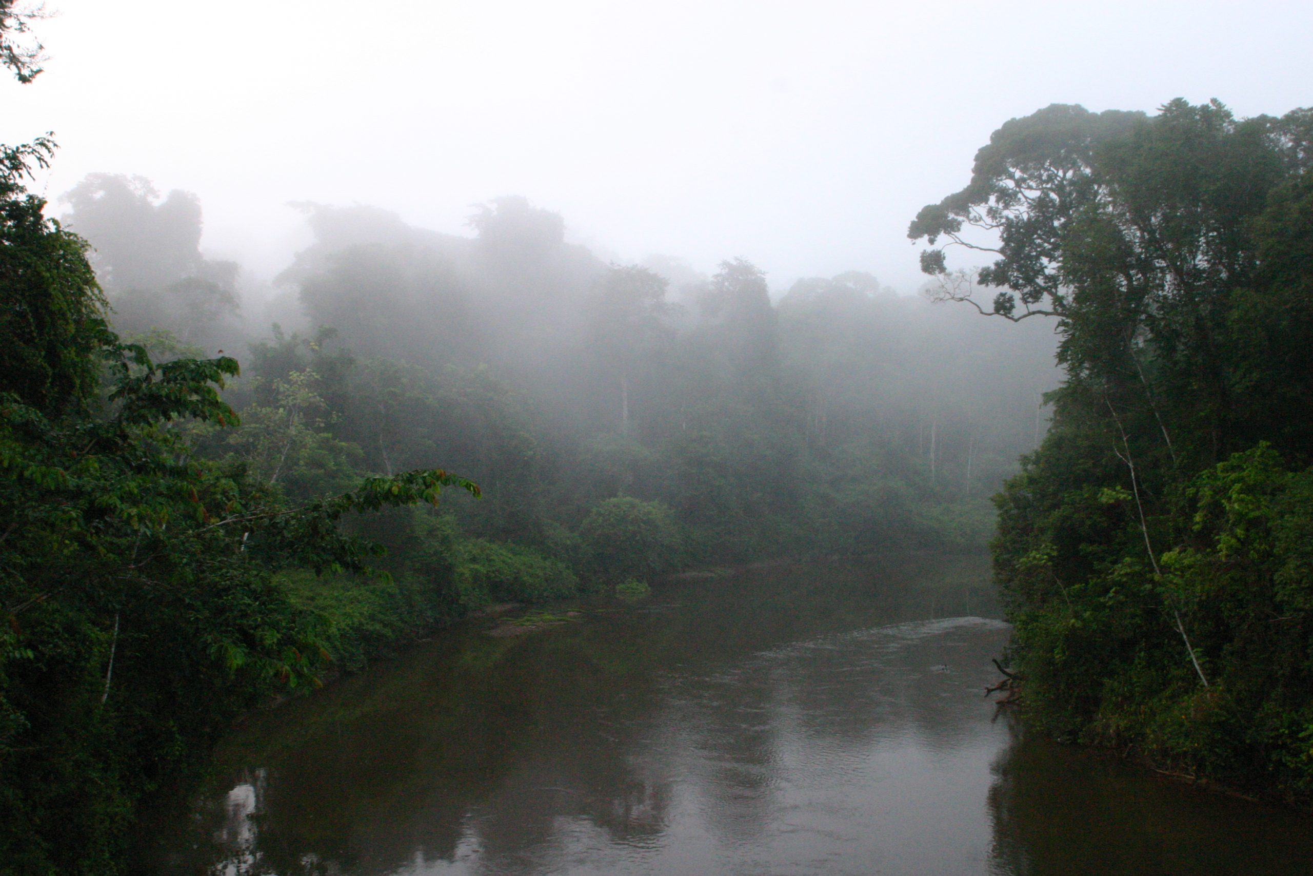 Regenwald im Morgennebel