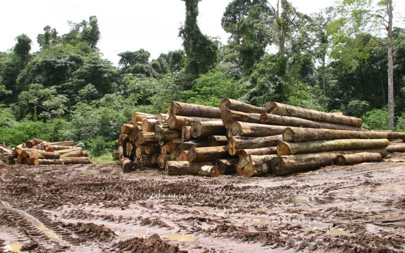 Gefällte Urwaldriesen