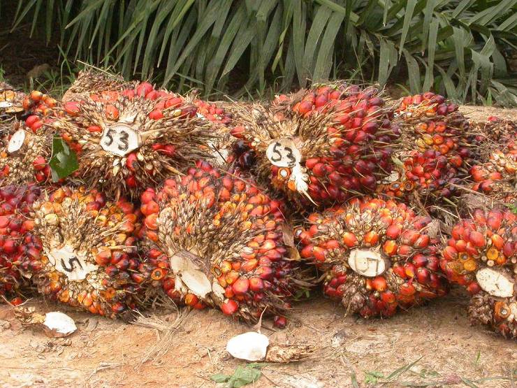 Palmöl pflanze - Der absolute Favorit 