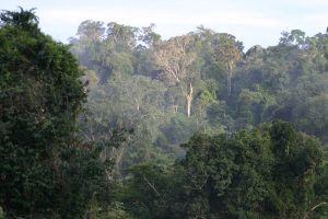 Stockwerkbau im Regenwald