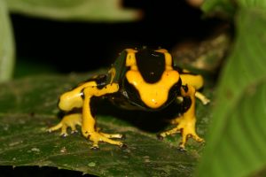 Pfeilgiftfrosch Dendrobates tinctorius