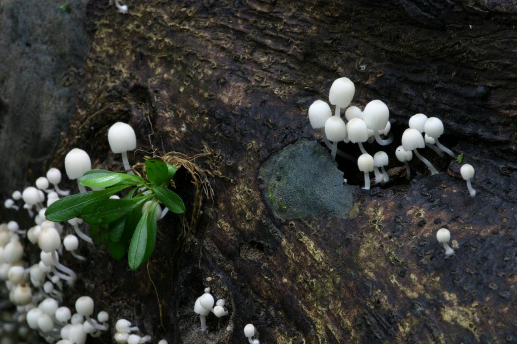 Pilze im Regenwald