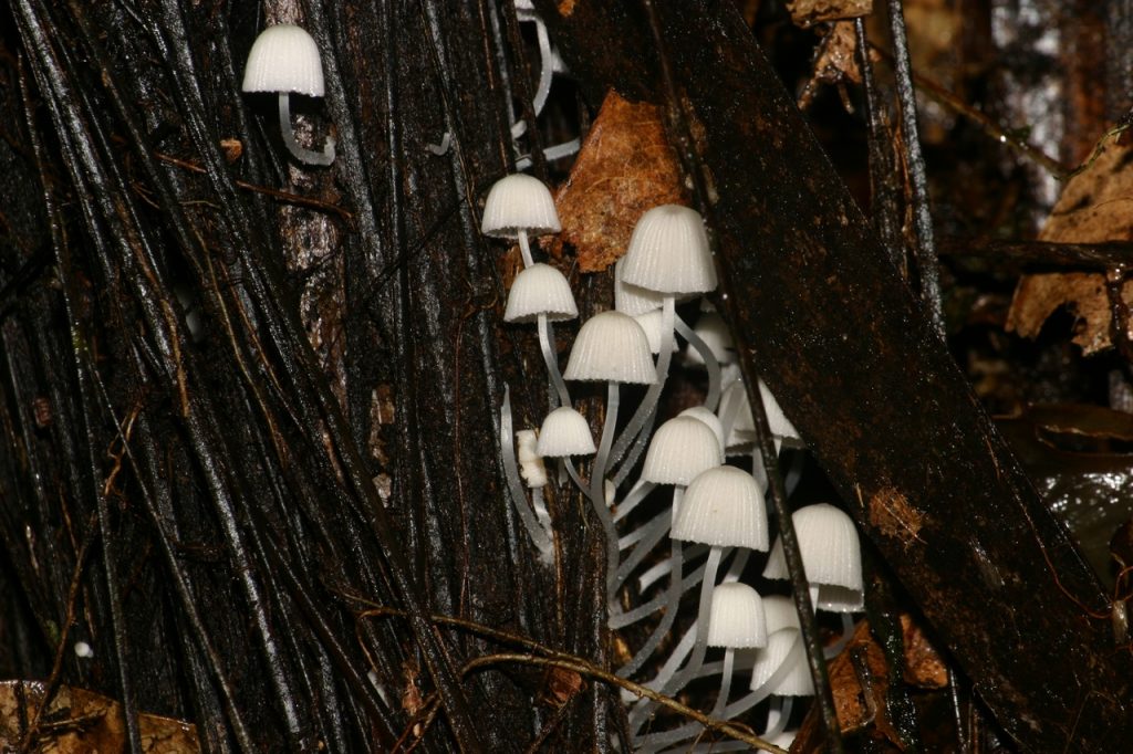 Pilze im Regenwalsd