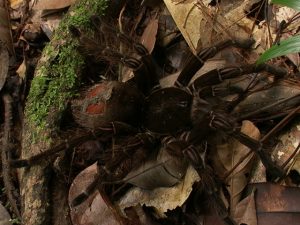 Riesenvogelspinne Theraphosa blondi