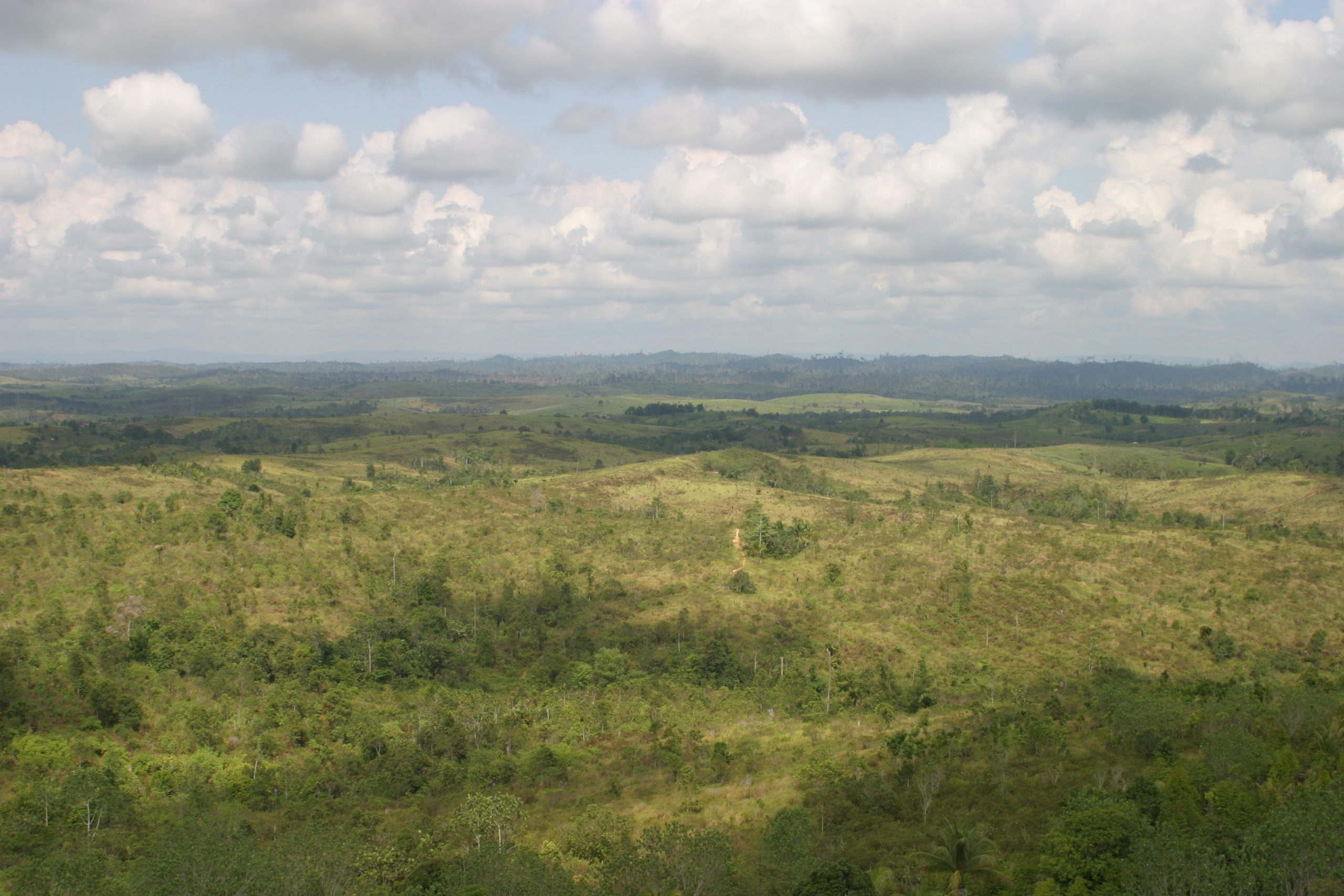 Regenwaldzerstörung Borneo