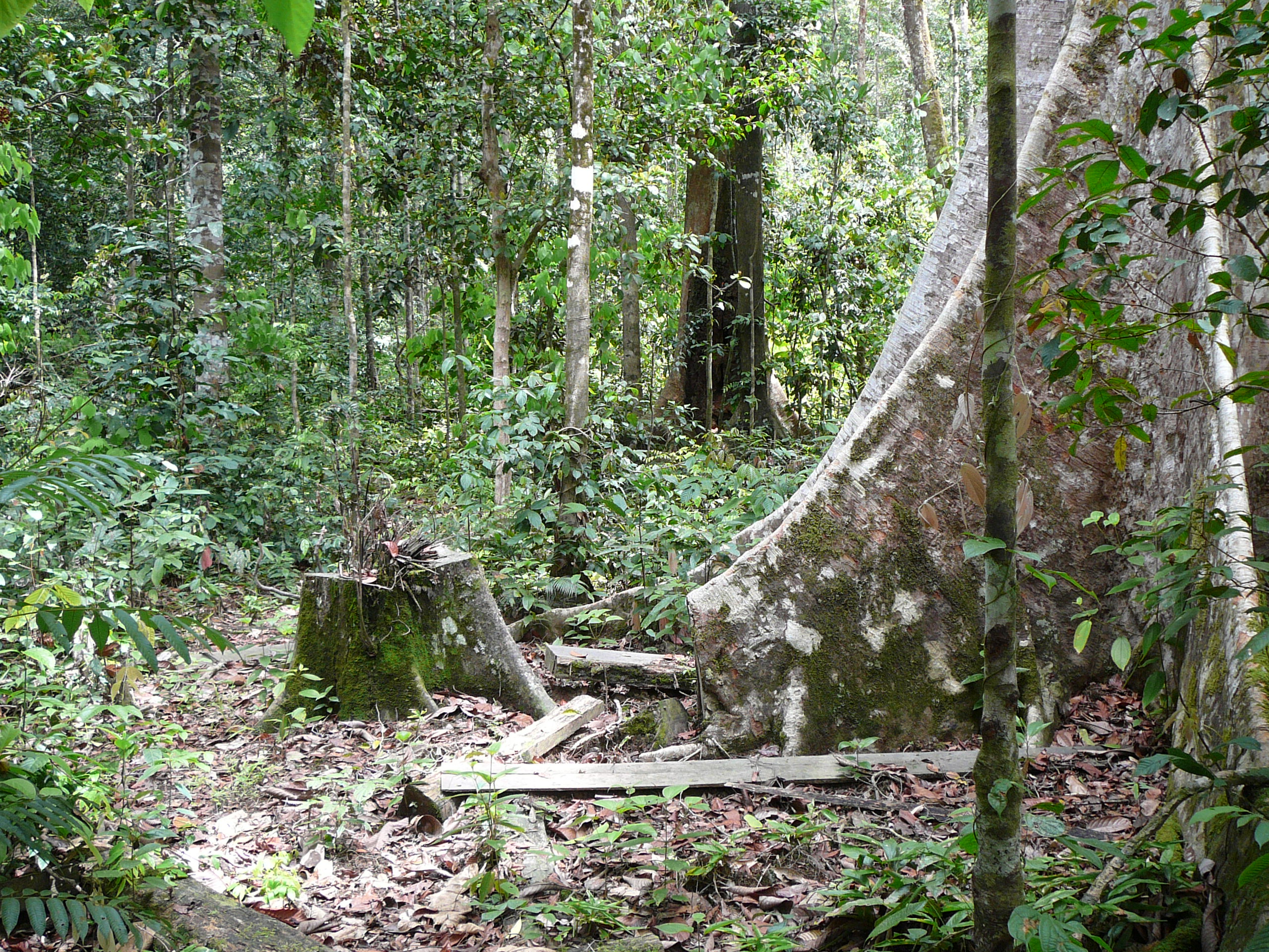 Regenwaldzerstörung Borneo