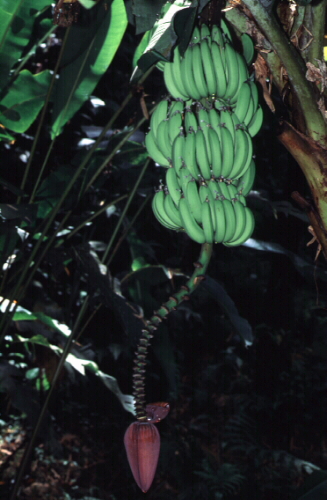 Bananenblüte und -fruchtstand