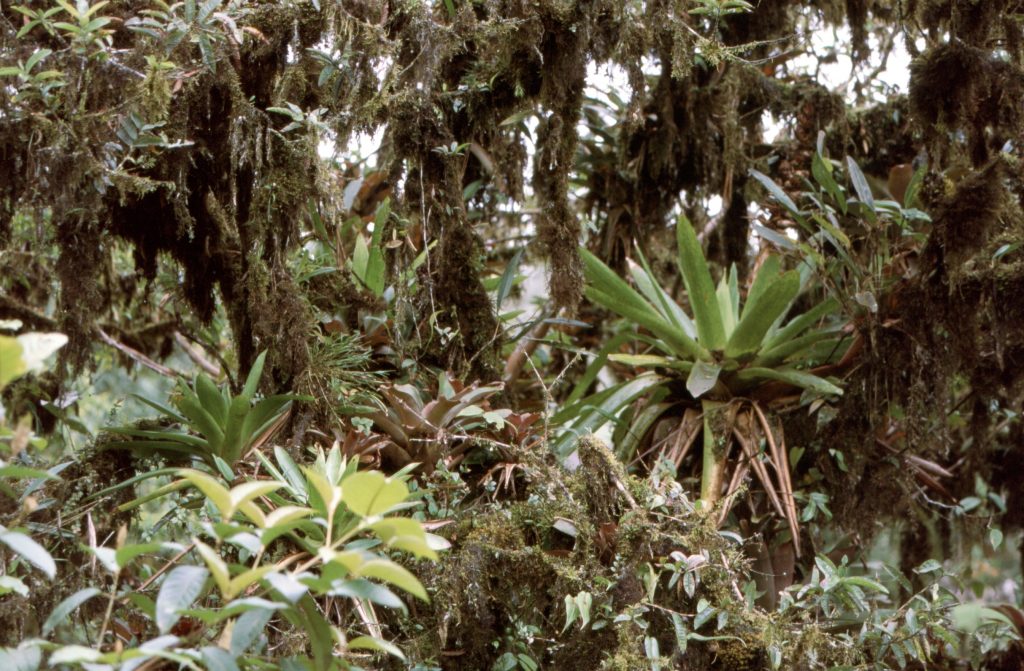 Üppiger Bewuchs mit Aufsitzerpflanzen in einem ecuadorianischen Bergregenwald