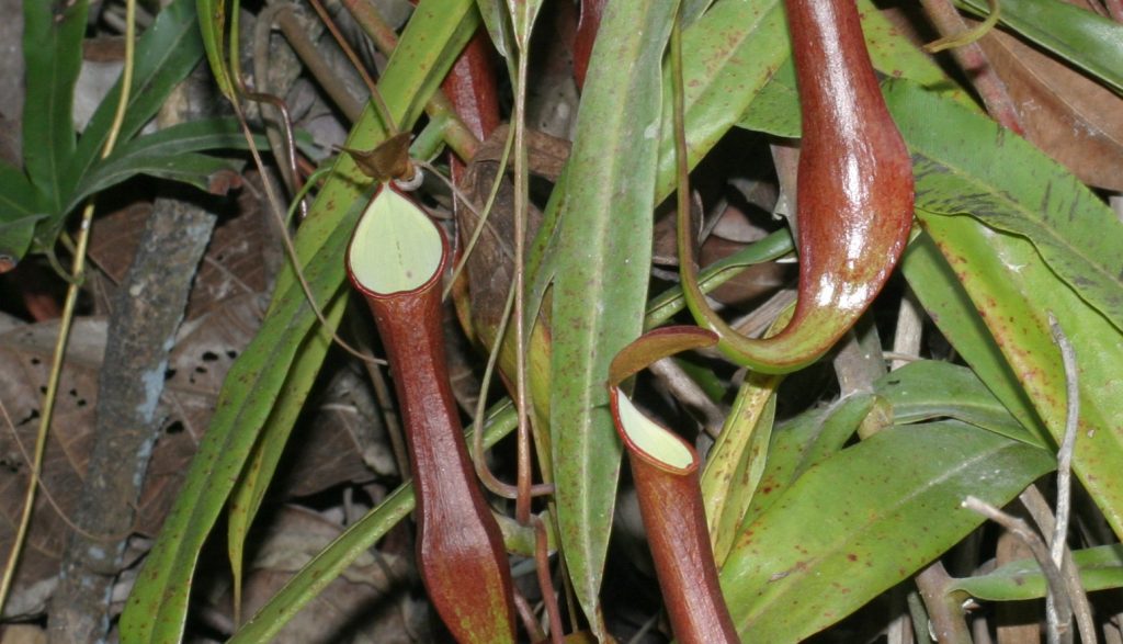 Kannenpflanzen auf Borneo