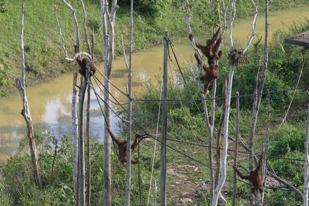 Isoliert gehaltene Orang-Utans in einer Auswilderungsstation auf Borneo