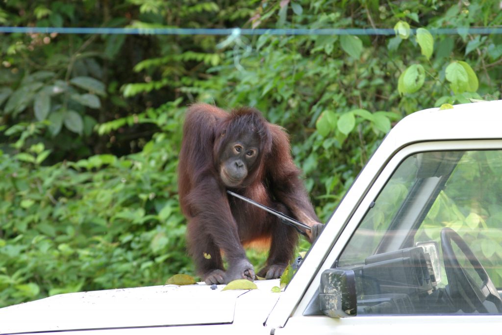 Orang-Utan spielt mit Scheibenwischer
