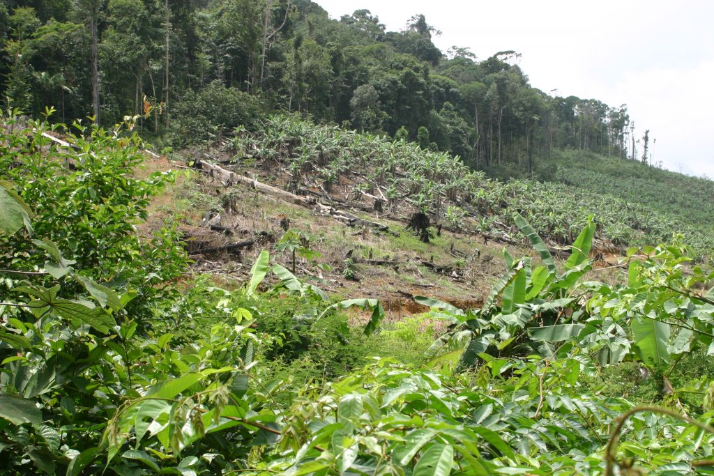 Regenwaldzerstörung für Bananen in Französisch-Guayana